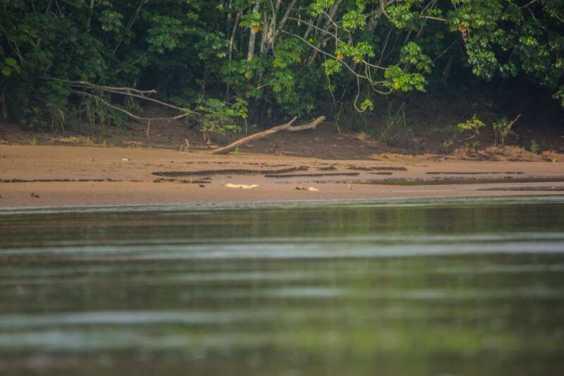 tambopata-macaw-clay-lick-4-days-3-nights