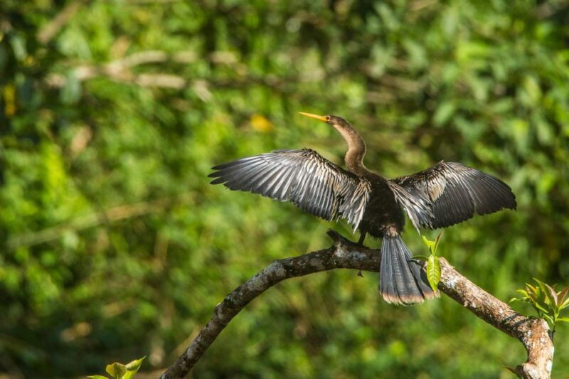 tambopata-macaw-clay-lick-4-days-3-nights