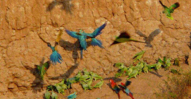 tambopata-macaw-claylick-andoval-lake-3-days-2-nights
