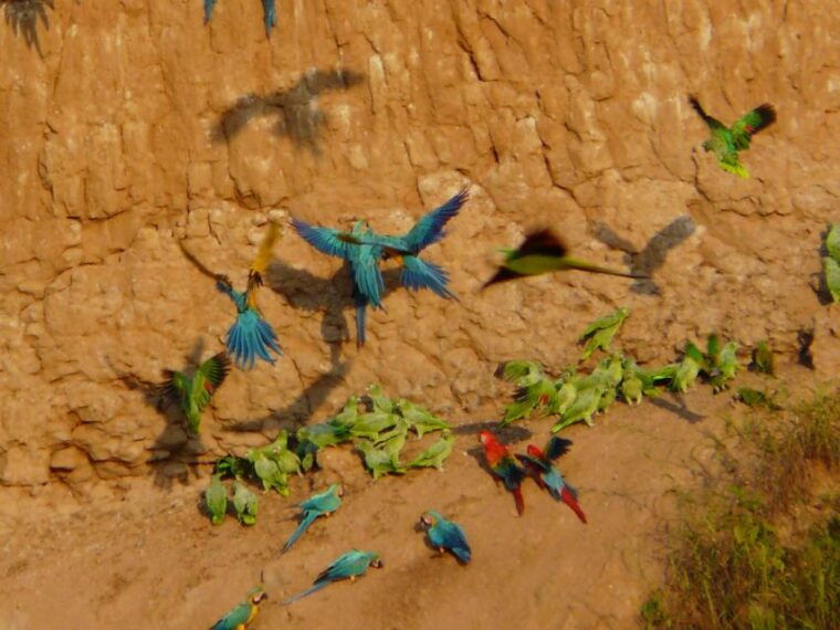 tambopata-macaw-claylick-andoval-lake-3-days-2-nights
