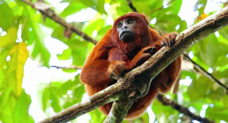 tambopata-multi-day-amazon-rainforest-tour-with-local-guide