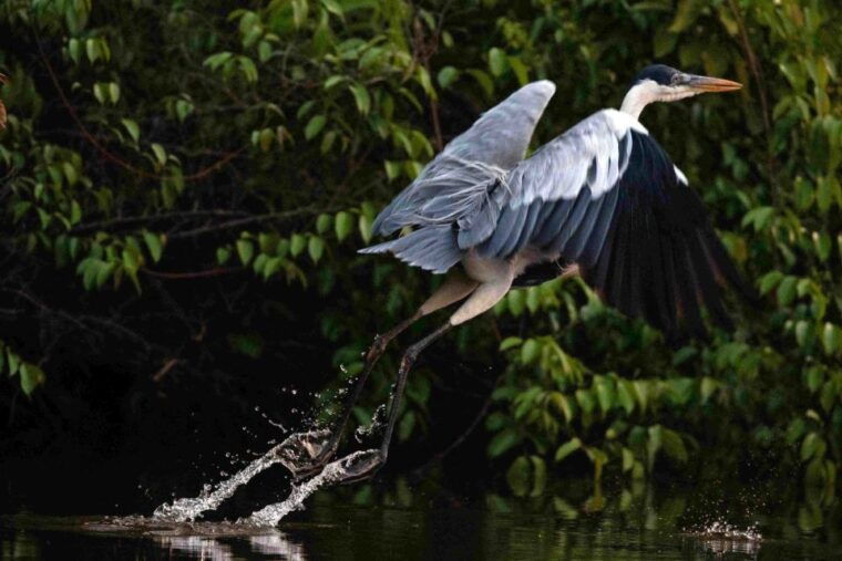 tambopata-multi-day-amazon-rainforest-tour-with-local-guide