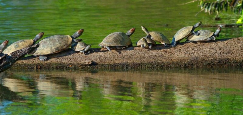 tambopata-national-reserve-tour-3-days-2