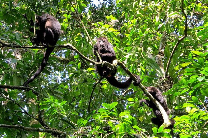 tambopata-national-reserve-tour-3-days