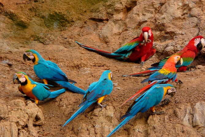 tambopata-national-reserve-tour-3-days