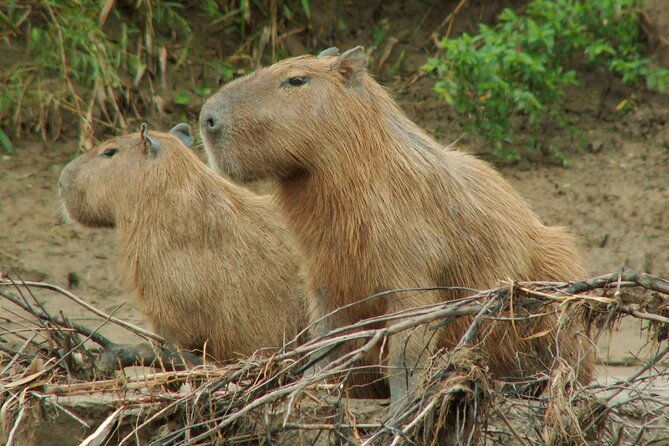tambopata-national-reserve-tour-4-days-from-cusco