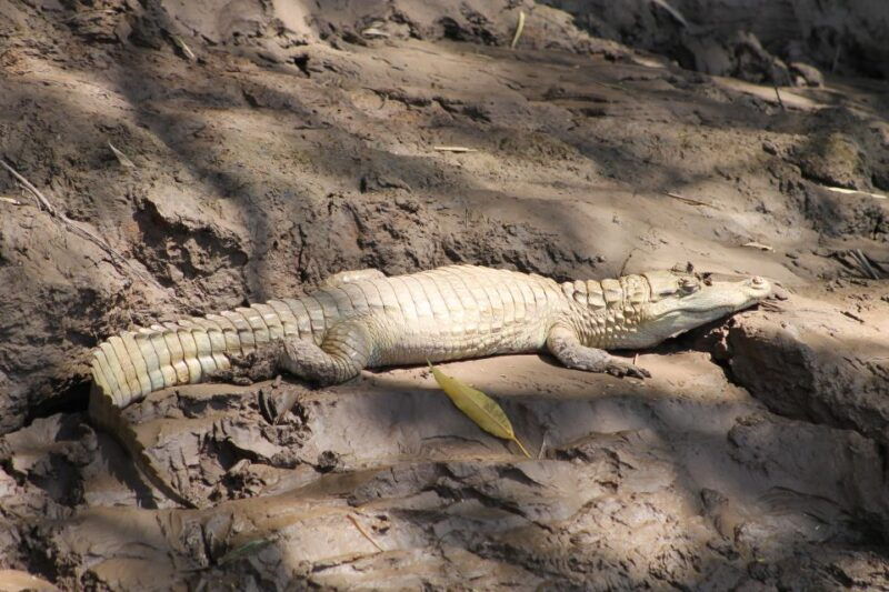 tambopata-peruvian-amazon-jungle-for-three-days-two-nights