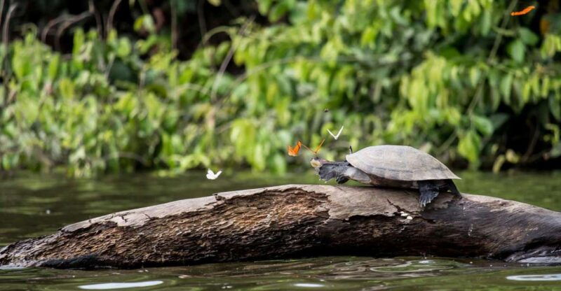 tambopata-peruvian-amazon-jungle-for-three-days-two-nights