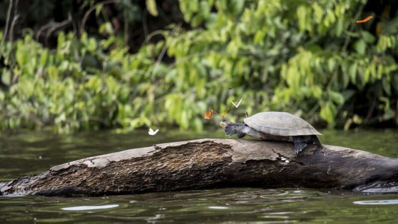 tambopata-peruvian-amazon-jungle-for-three-days-two-nights