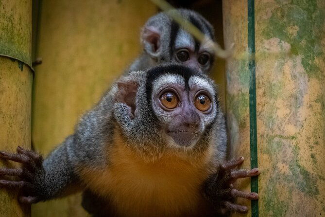 tambopata-sandoval-lake-and-parrot-clay-lick-3-days-2-nights