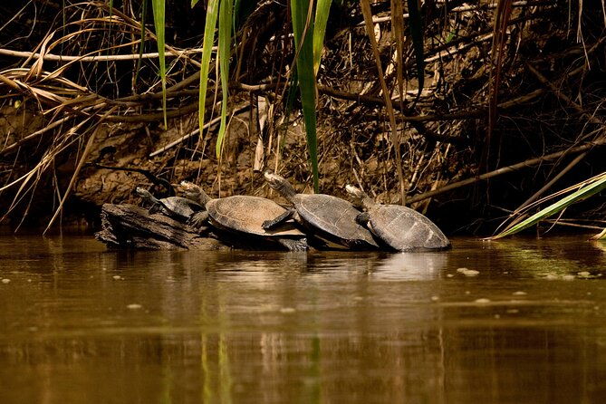 tambopata-sandoval-lake-and-parrot-clay-lick-3-days-2-nights