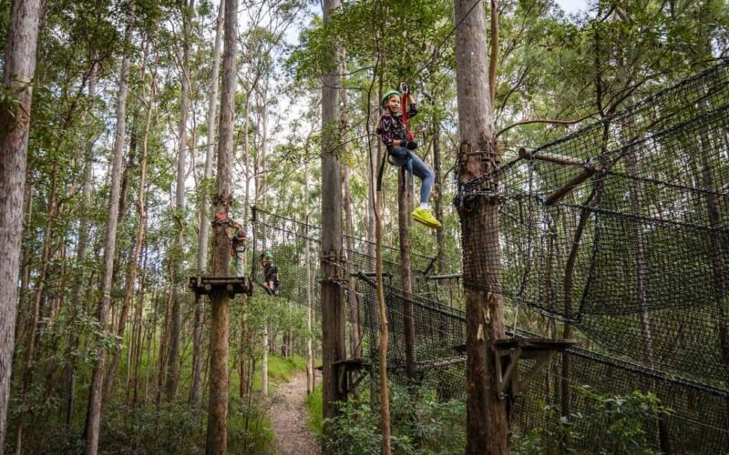 Tamborine Mountain: TreeTop Challenge Adrenaline Pass - Authentic Insights from Reviewers