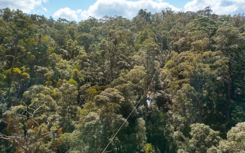 Tamborine Mountain: TreeTop Challenge Adrenaline Pass - Why This Tour Is Worth Considering