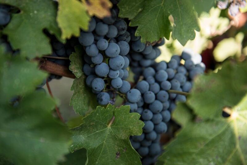 tamburini-wine-tour-and-tasting