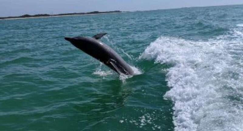 Tampa Bay: Dolphin Shelling Snorkeling Cruise - Value and Cost Analysis