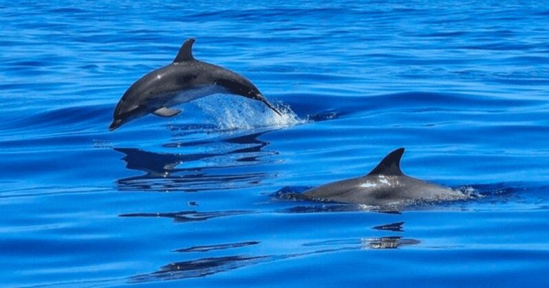 Tampa Bay: Dolphin Shelling Snorkeling Cruise - Practical Tips for Travelers