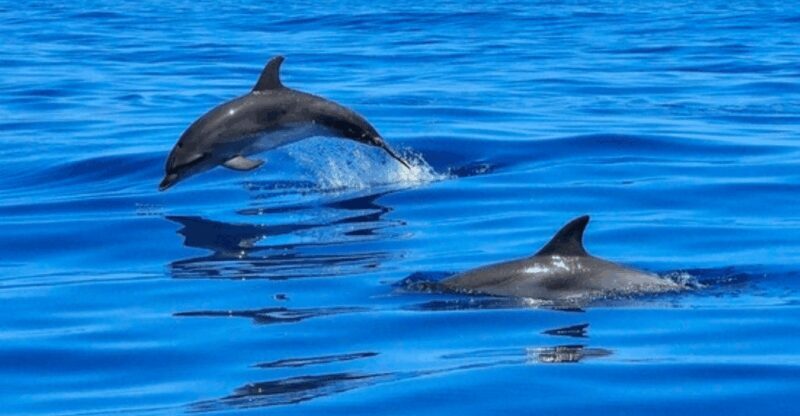 Tampa Bay: Dolphin Shelling Snorkeling Cruise - Who Should Consider This Tour?