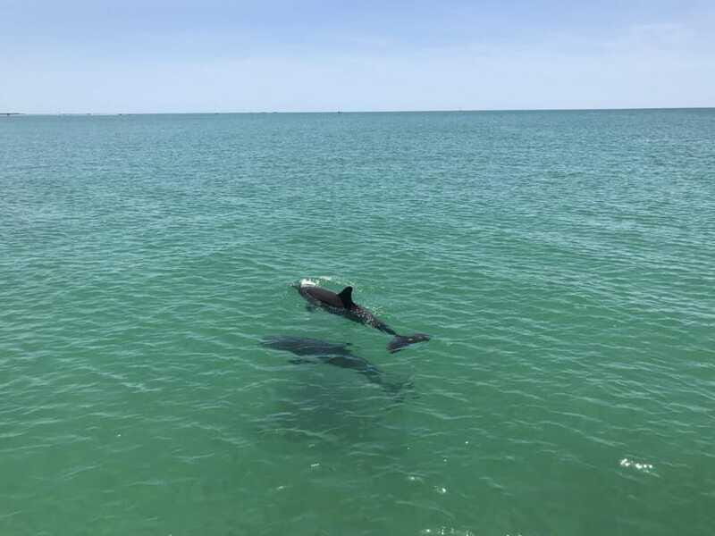 Tampa Bay: Dolphin Shelling Snorkeling Cruise - The Sum Up