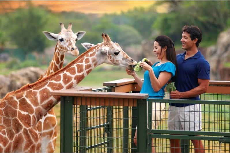 tampa-bay-serengeti-safari-tour