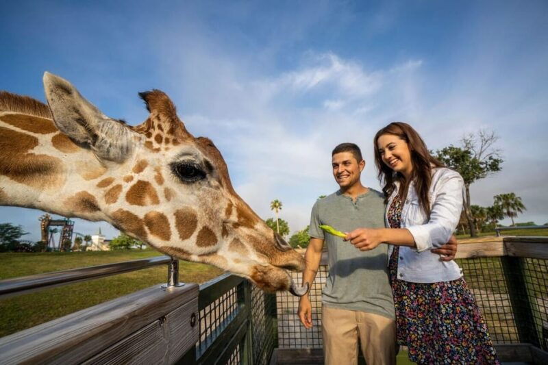 tampa-bay-serengeti-safari-tour