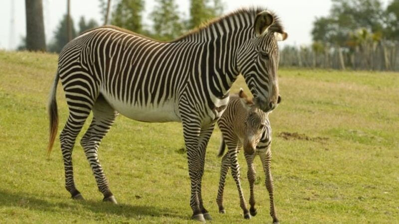 tampa-bay-serengeti-safari-tour