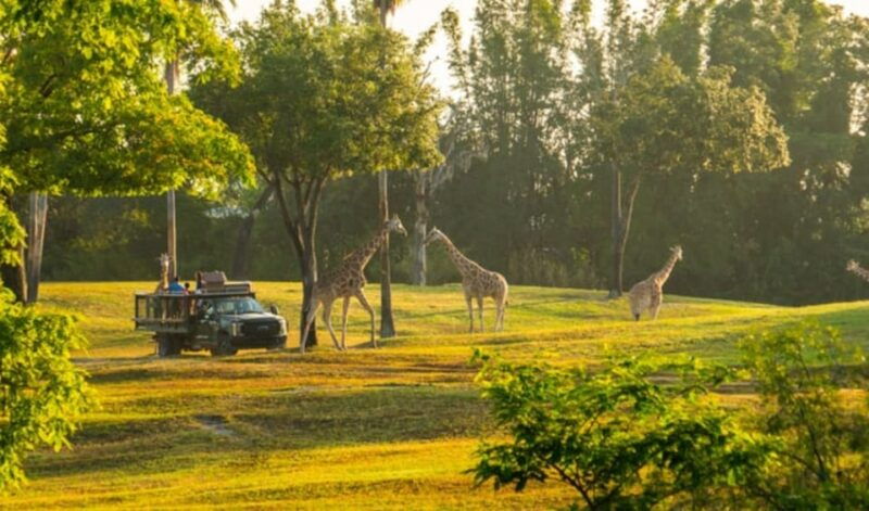 tampa-bay-serengeti-safari-tour