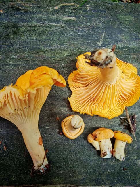Tampere: Mushroom Picking and Tasting Tour with Meal - Why This Tour Works for Travelers