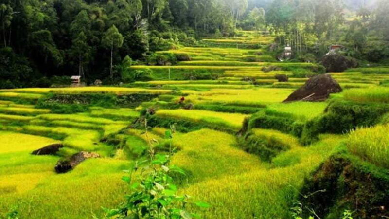 tana-toraja-explore-traditional-village-and-nature-beauty