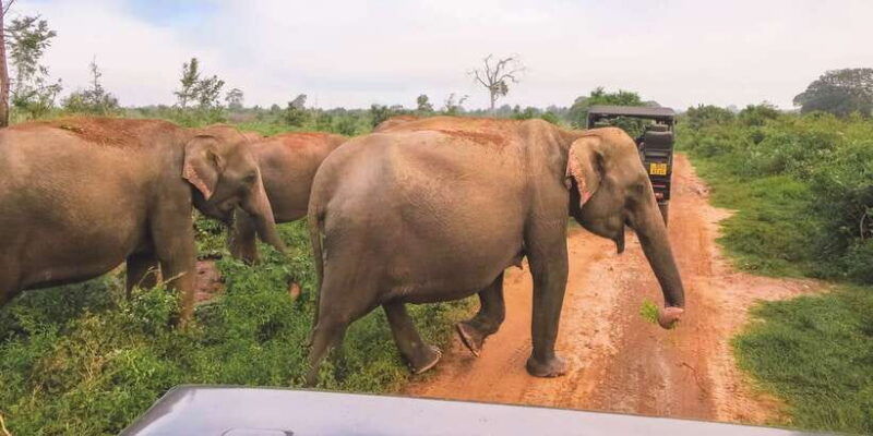 tangalle-hiriketiya-udawalawa-safari-elephant-transit-hom-2