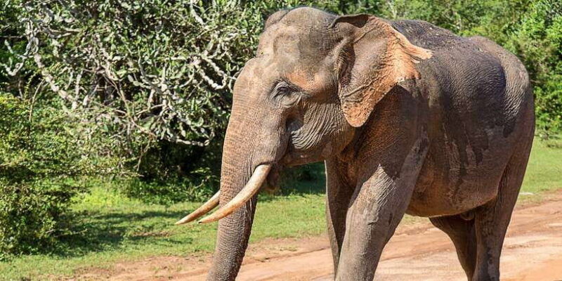 tangalle-hiriketiya-udawalawa-safari-elephant-transit-hom