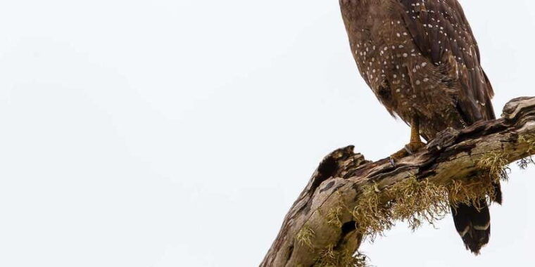 tangalle-hiriketiya-udawalawa-safari-elephant-transit-hom