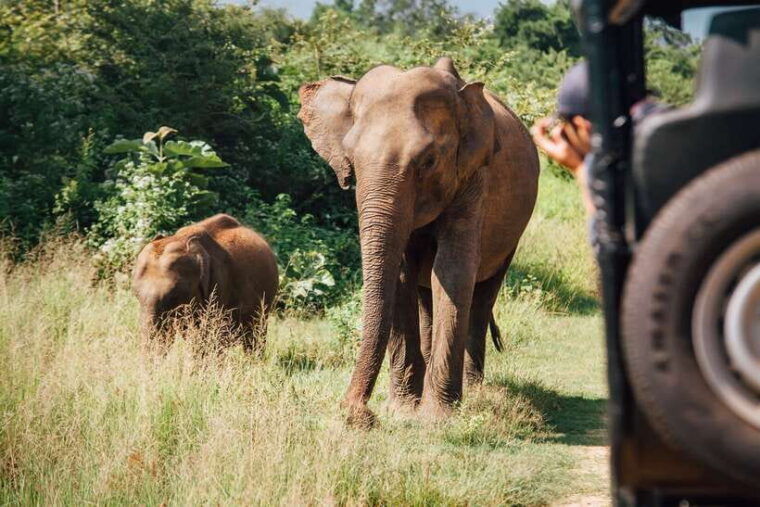 tangalle-hiriketiya-yala-national-park-safari-in-a-4x4