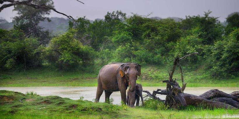 tangalle-hiriketiya-yala-national-park-safari