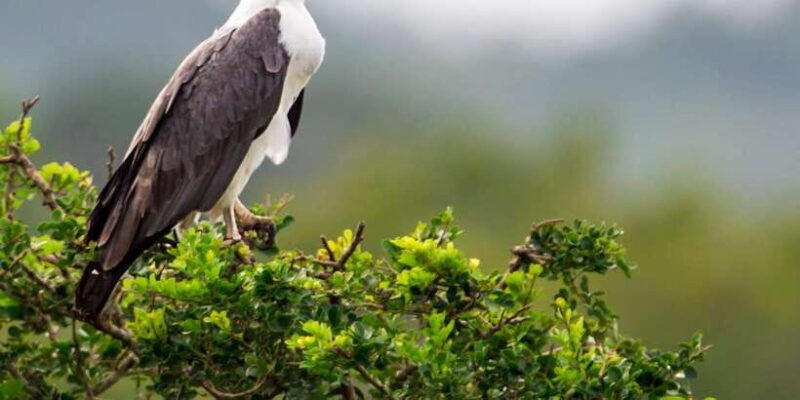tangalle-hiriketiya-yala-national-park-safari