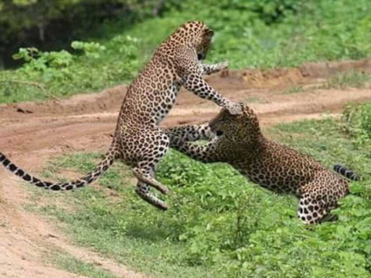 tangalle-mirissa-all-inclusive-full-day-safari-at-yala-park