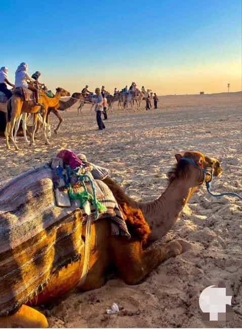 Tangier: Day Trip from Tarifa To Tanger { camel ride - Free Time for Shopping and Exploration