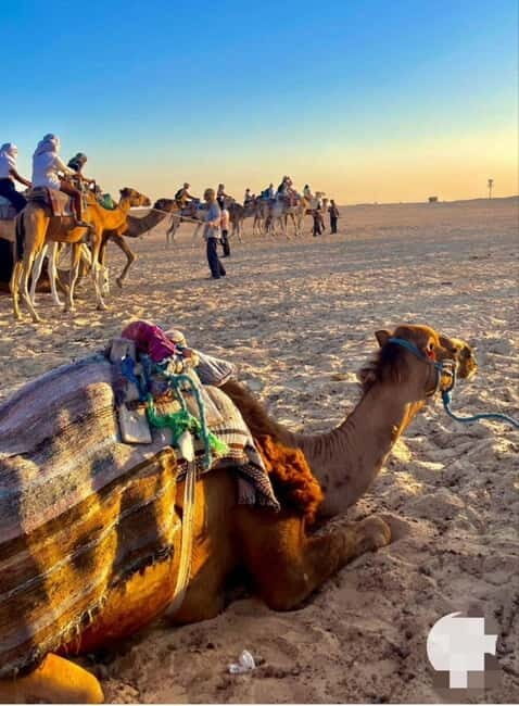 Tangier: Day Trip from Tarifa To Tanger { camel ride { plage - The Traveler Experience: Authentic Voices