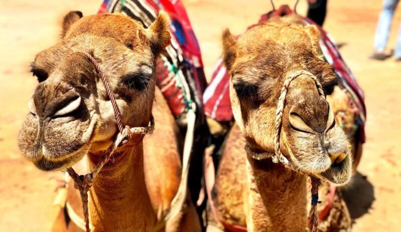 Tangier Private Day Trip from Tarifa (add-on: Ferry Tickets) - Authentic Food and Cultural Experiences