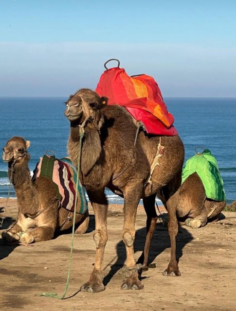 Tangier: Private Guided Walking Tour of the Tangier Medina - Key Points