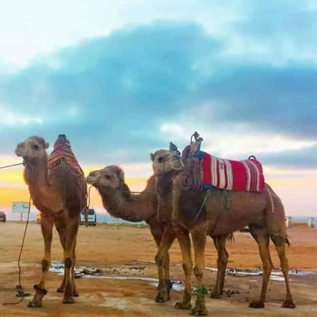 Tangier Sunset: Camel Ride, Hercules Caves. - Practical Tips for Making the Most of Your Tour
