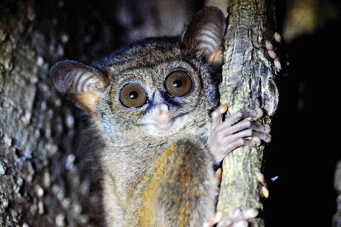 Tangkoko Bitung Manado Nature Tourism Park includes lunch. - An Overview of Tangkoko National Park