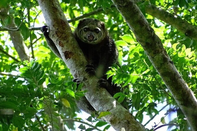 Tangkoko Bitung Manado Nature Tourism Park includes lunch. - What to Expect on the Day
