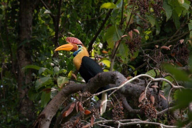 Tangkoko Bitung Manado Nature Tourism Park includes lunch. - Making the Most of Your Visit