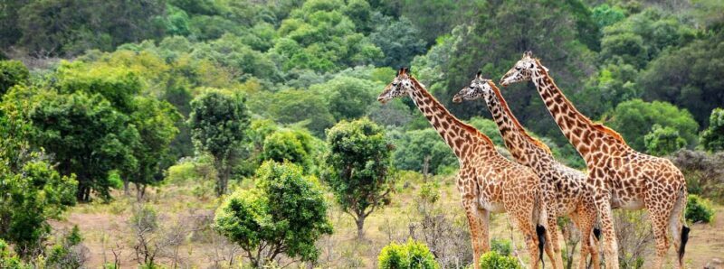 Tanzania: 10-Day Safari and Zanzibar Beach Experience - Key Points