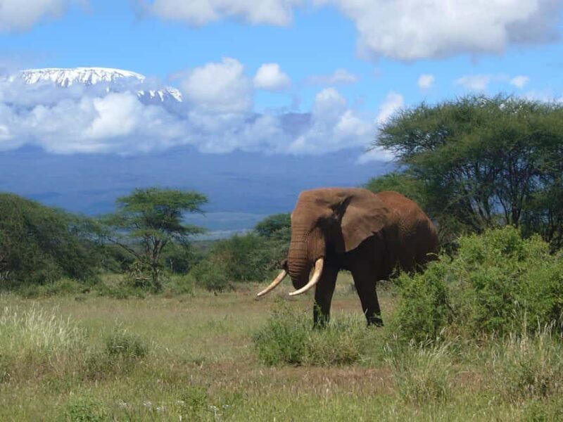 Tanzania: 12-Day Honeymoon Safari and Beach Experience - Who Is This Tour Perfect For?