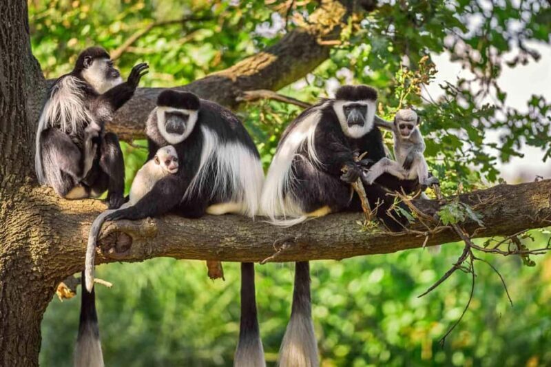 Tanzania: 2-Day Lake Chala and Arusha National Park Safari - Who Will Love This Tour?