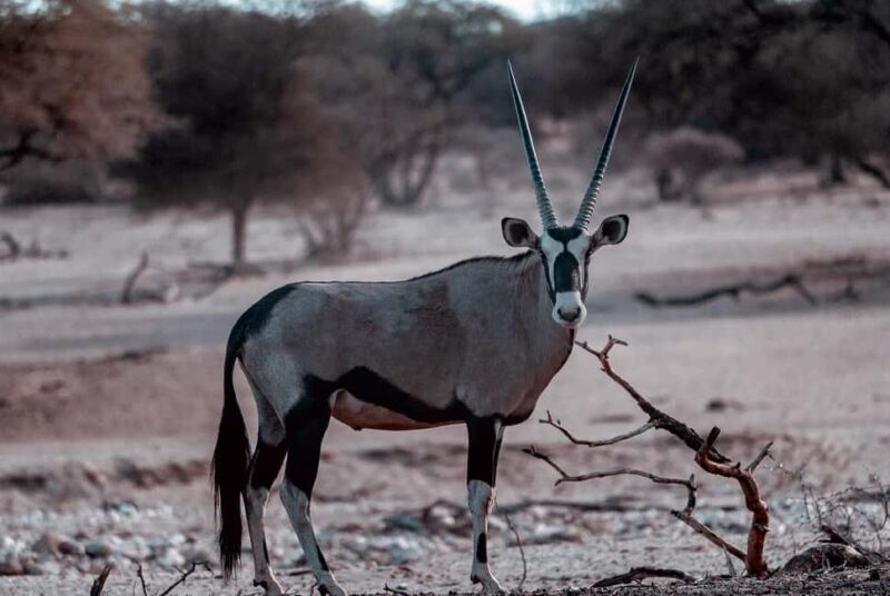 Tanzania: 2-Day Luxury Safari to Tarangire and Ngorongoro - The Sum Up