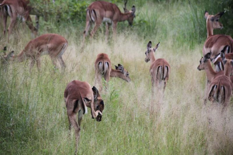 Tanzania: 2-Day Luxury Safari to Tarangire and Ngorongoro - FAQ