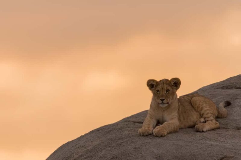 Tanzania: 2-Day Mid-Range Safari to Tarangire and Ngorongoro - Key Points