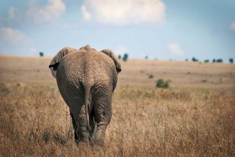 Tanzania: 2-Day Mid-Range Safari to Tarangire and Ngorongoro - The Sum Up